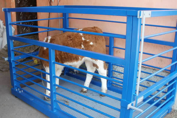 Stočne vage - AS Vage Sombor